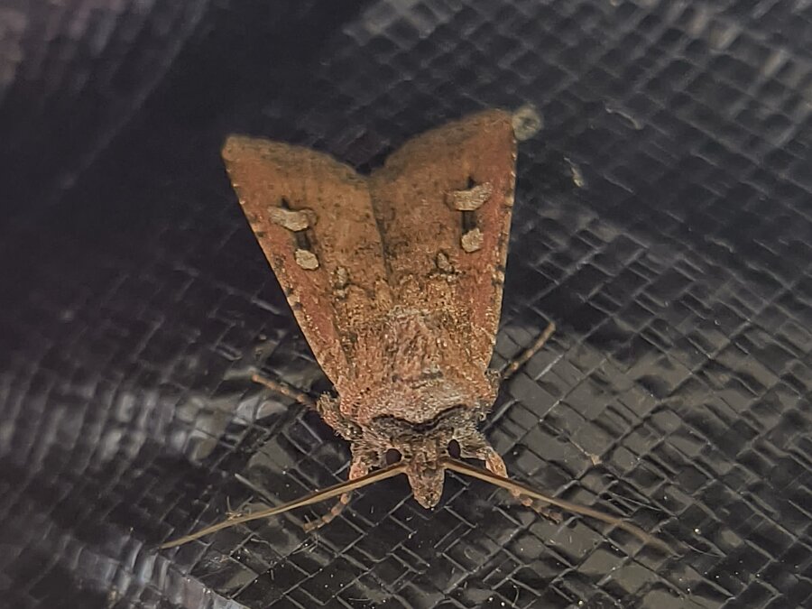 A brown Bogong moth resting on a black tarp, wings folded, with a dark dash and pale spots on each wing